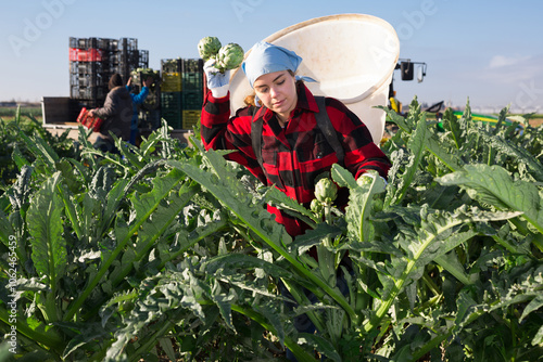 Young hardworking woman farmer working on a plantation harvests artichokes by putting crop in a bucket photo