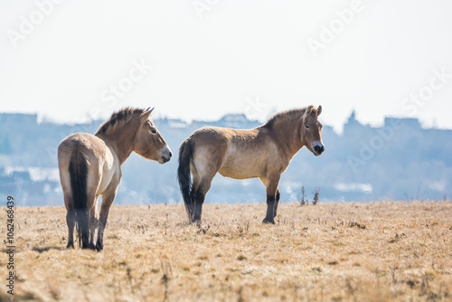 Equus przewalskii in meadows of Prague in Divci Hrady, Czech republic photo