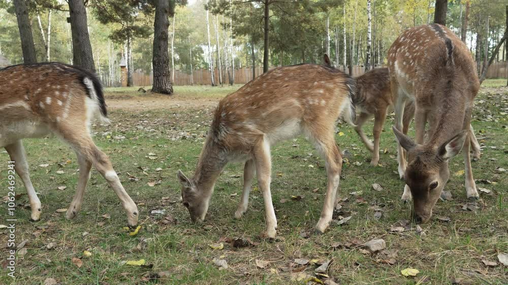 Group of spotted young deer eating grass and grazing close up slow motion. Young true deer grazing in the wild. Whitetail sika deer walking in forest Group of spotted young deer eating grass and grazing close up slow motion. Young true deer grazing in the wild. Whitetail sika deer walking in forest