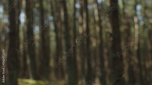 Wallpaper Mural Blurred background of forest spider hangs from its web in nature. Spider web in nature beauty of nature intertwined with delicate intricacy of spider's web testament to wonder of natural world Torontodigital.ca