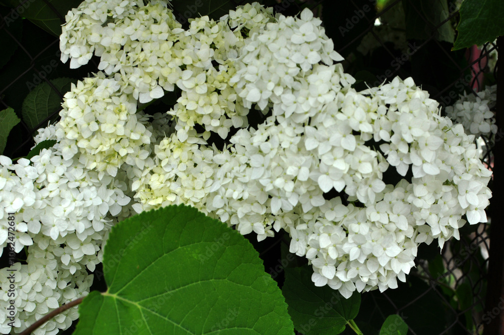 A hydrangea is blooming in the garden A hydrangea is blooming in the garden