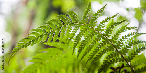 Dryopteris aemula fern, Asturias, Spain photo