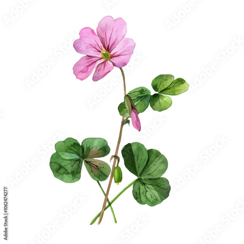 A watercolor vector of Oxalis, isolated on a white background.