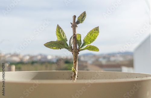 Pawlonia cutting growing in an urban environment