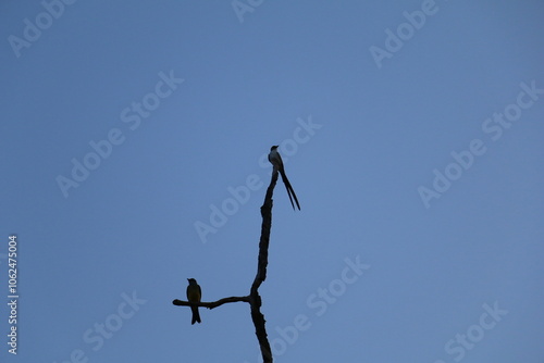 Pássaro do cerrado no céu azul