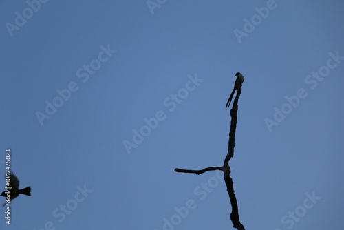 Pássaro do cerrado no céu azul