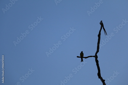 Pássaro do cerrado no céu azul