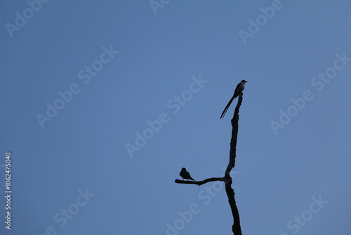 Pássaro do cerrado no céu azul