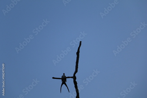 Pássaro do cerrado no céu azul