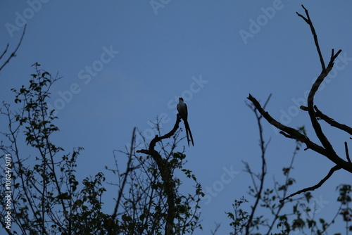 Pássaro do cerrado no céu azul