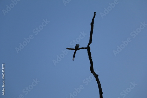 Pássaro do cerrado no céu azul