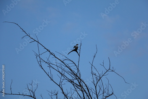Pássaro do cerrado no céu azul