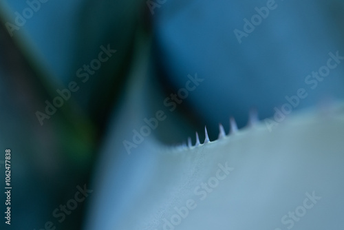 soft artistic background detail of an agave plant with its thorny edges. The tones are blue and greenish and tequila, mezcal, pulque and other typical Mexican drinks will be extracted from the plant. photo