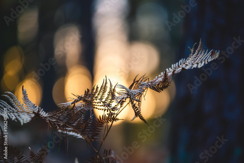 Autumn fern in a dark forest photo