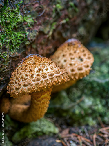 Cluster of Shaggy Scalycap Mushrooms Growing on Forest Floor photo