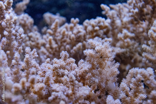 Sea anemone on the coral reef 