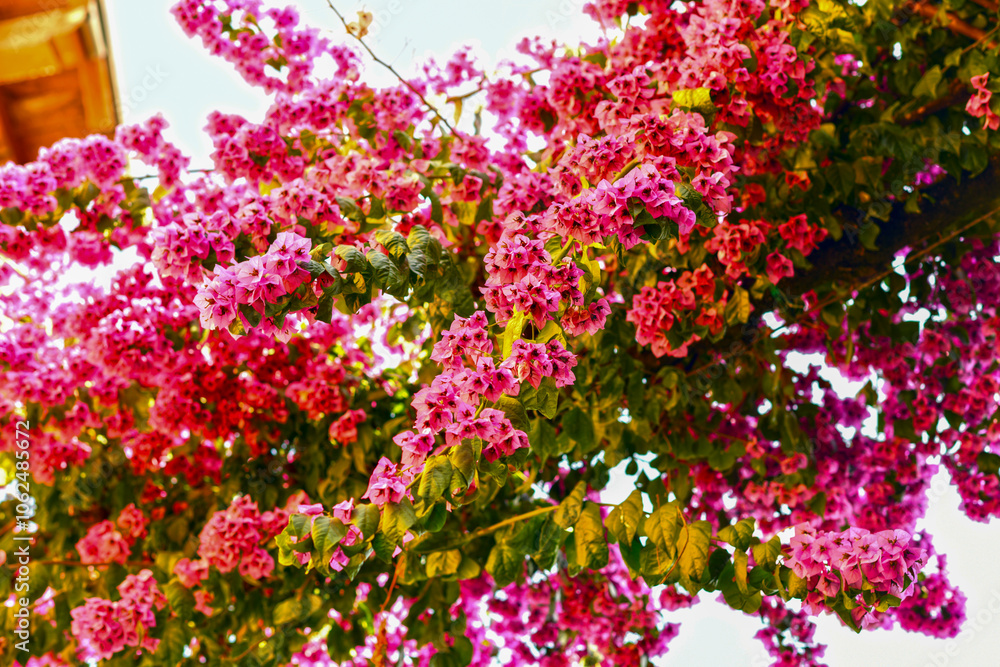 Bougainvillea Strauch in Sirmione am Gardasee Bougainvillea Strauch in Sirmione am Gardasee