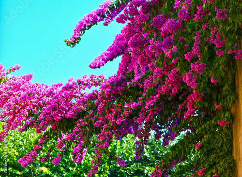 Bougainvillea Strauch in Sirmione am Gardasee	 photo