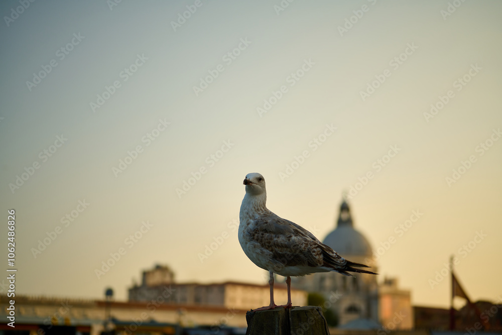 Obraz premium Venice and its canals ,boats,sculptures and birds
