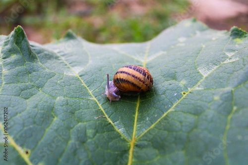 Caracol pequeño de jardín caparazón espiral amarillo con líneas, sobre hoja en la naturaleza