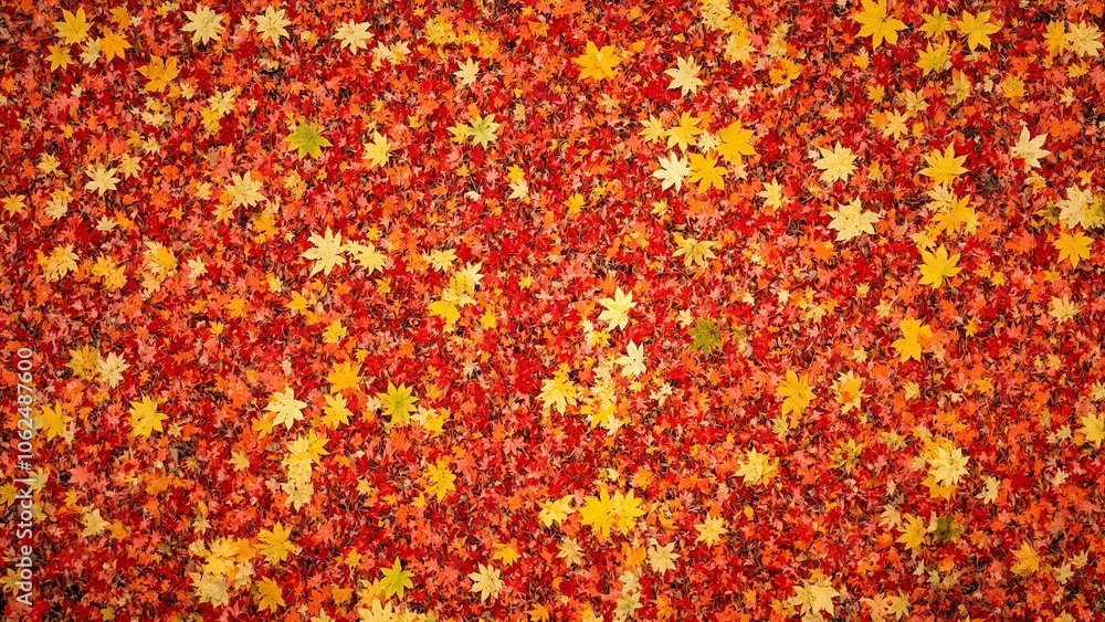 Vibrant autumn maple leaves in red orange and yellow hues create a rich textured backdrop Vibrant autumn maple leaves in red orange and yellow hues create a rich textured backdrop