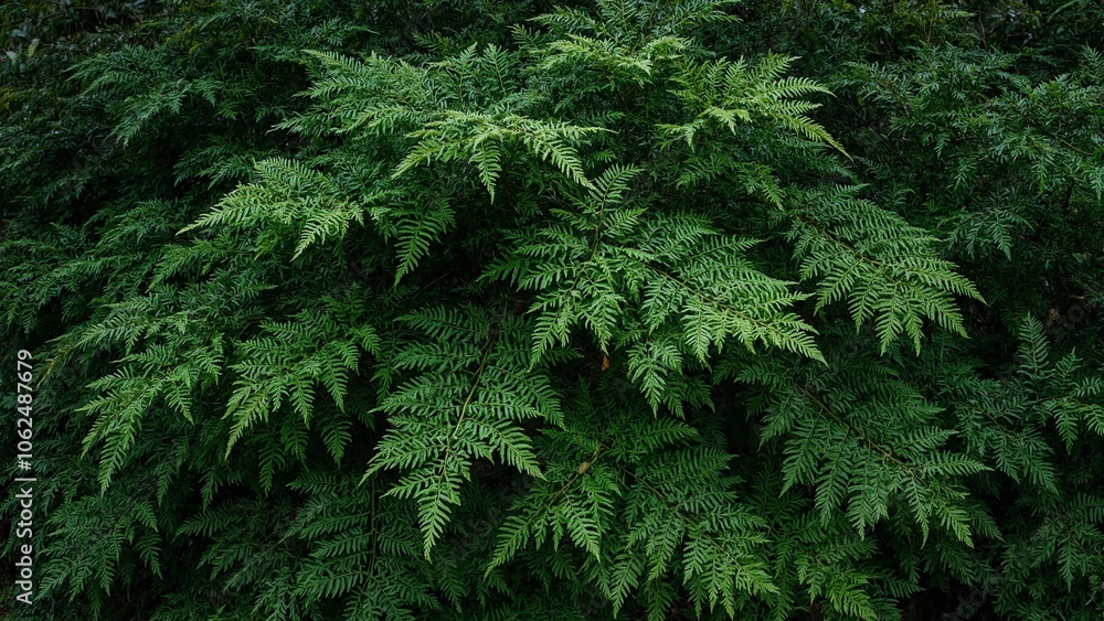 Lush green fern leaves with delicate fronds creating a calming rainforest texture Lush green fern leaves with delicate fronds creating a calming rainforest texture