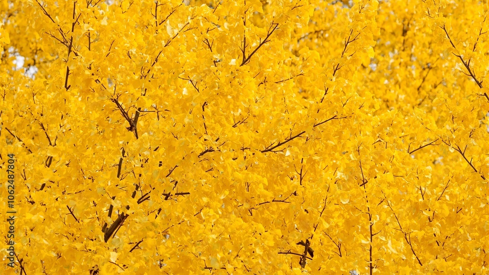 Vibrant yellow ginkgo leaves creating a cheerful autumnal vibe Vibrant yellow ginkgo leaves creating a cheerful autumnal vibe