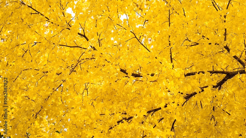 Vibrant yellow ginkgo leaves creating a cheerful autumnal vibe Vibrant yellow ginkgo leaves creating a cheerful autumnal vibe