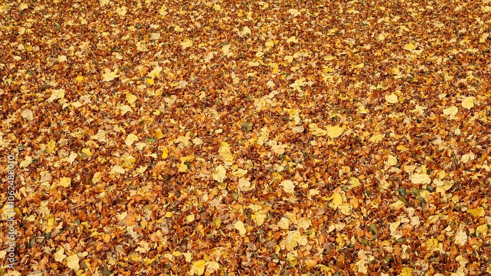 Autumn beech tree leaves in bronze and copper hues glossy and reflective