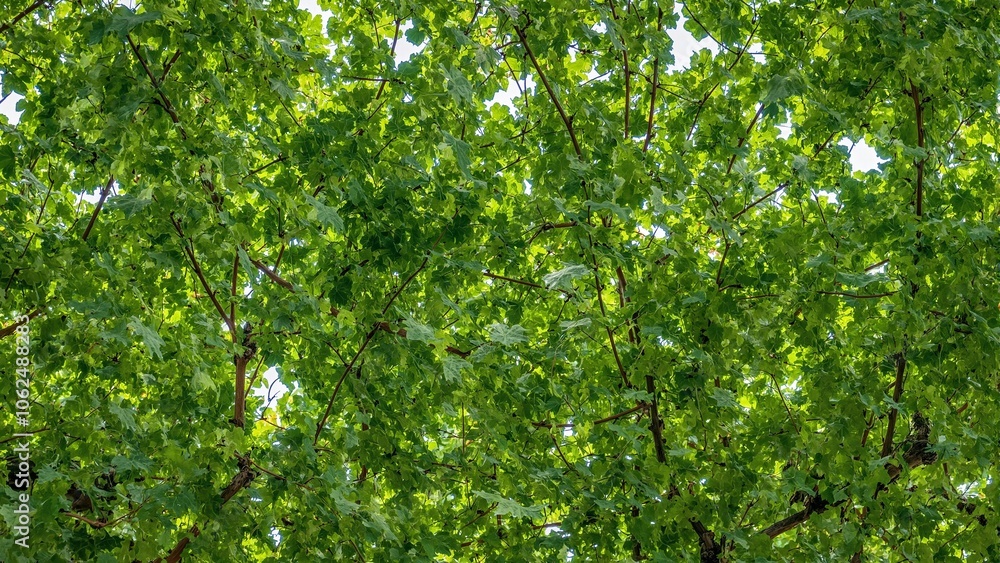 Lush grapevine leaves in deep green textured with light filtering through Lush grapevine leaves in deep green textured with light filtering through