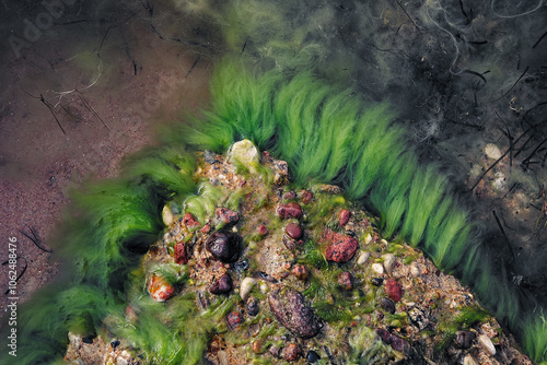 Bright green algae patterns in the Baltic Sea, Saaremaa Island, Estonia