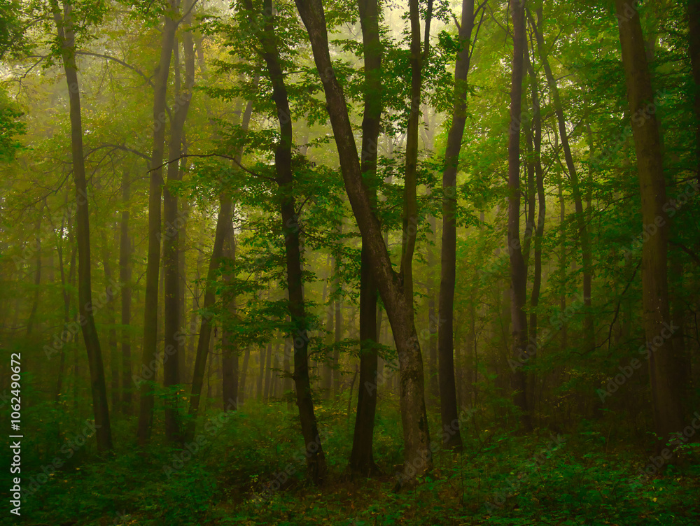 Mysterious green foggy forest during autumn day with trees Mysterious green foggy forest during autumn day with trees
