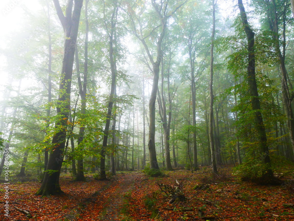 Obraz premium Mysterious green foggy forest during autumn day with trees