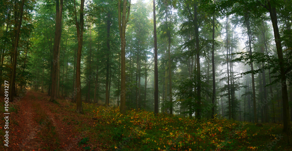 Green foggy forest during autumn day with green foliage Green foggy forest during autumn day with green foliage