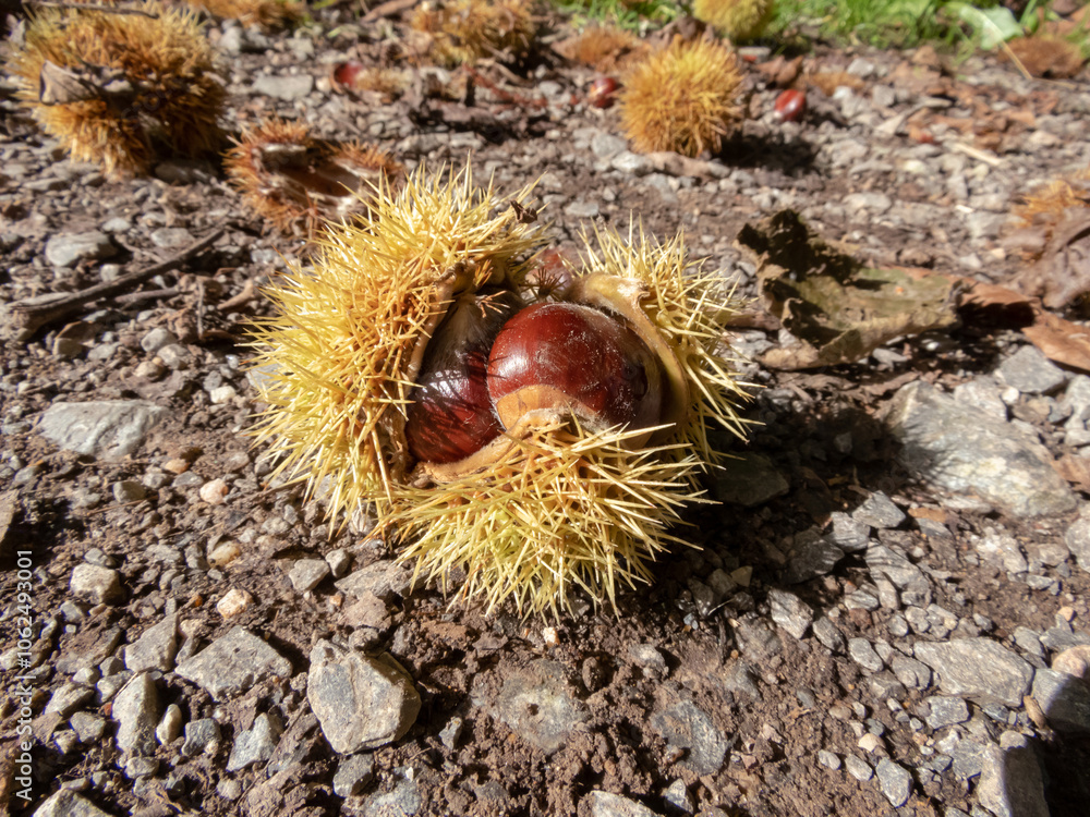 Chestnuts split open spiny sharp cupule with shiny brown fruits on the ground Chestnuts split open spiny sharp cupule with shiny brown fruits on the ground