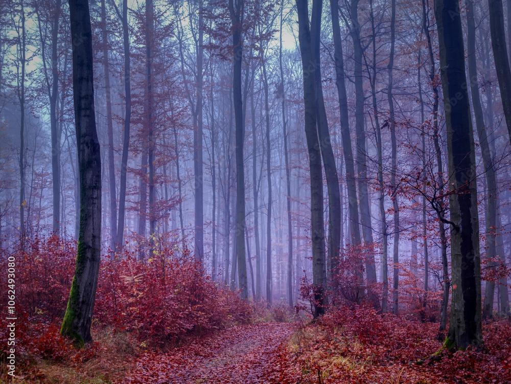 Magical foggy forest Magical foggy forest