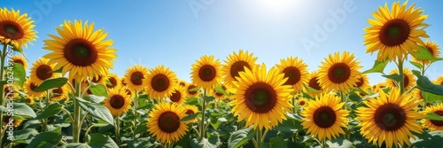 A vibrant field of sunflowers under a clear blue sky, their bright yellow petals basking in the sun's warm glow, blue sky, flora