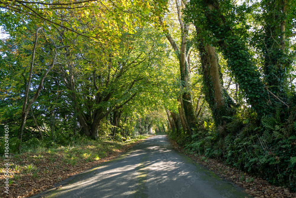 oad near Baldwin on the Isle of Man with autumn sunlight filtering through trees oad near Baldwin on the Isle of Man with autumn sunlight filtering through trees
