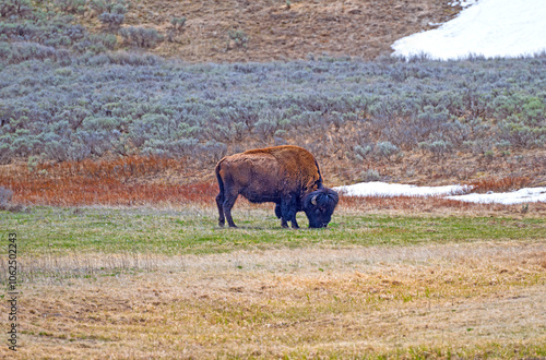 Bison Grazing in the Hayden Valley photo