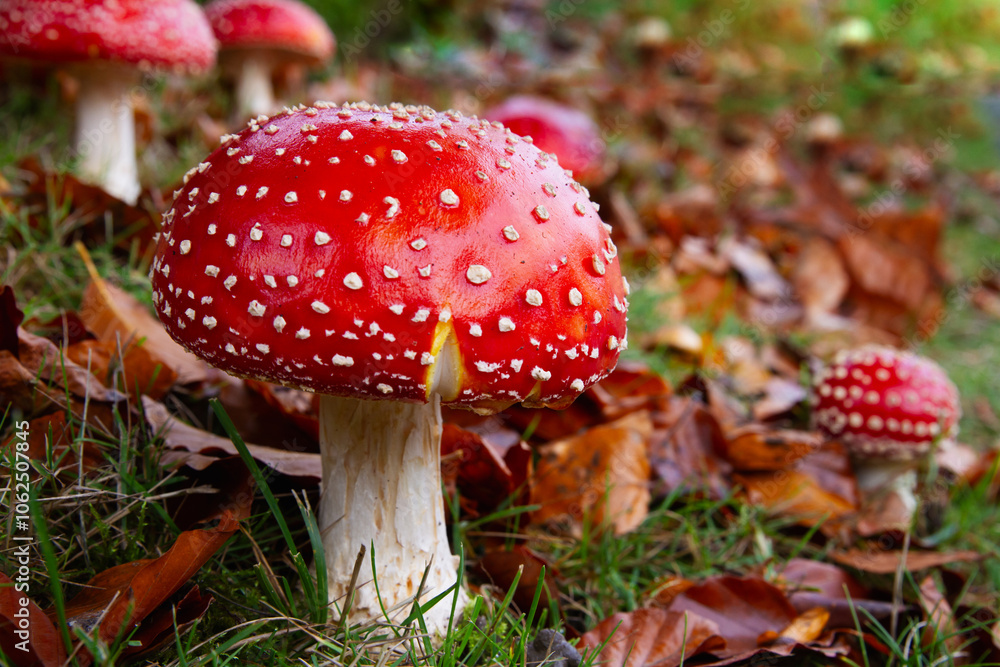 Amanita muscaria mushroom with bright red top and white spots; fly agaric in fall Amanita muscaria mushroom with bright red top and white spots; fly agaric in fall