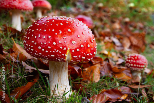 Canvas Print Amanita muscaria mushroom with bright red top and white spots; fly agaric in fal