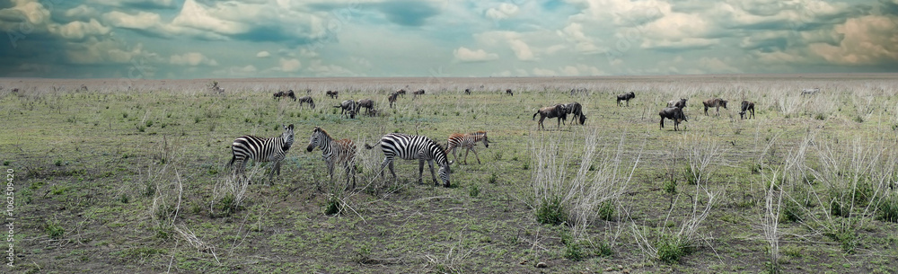 Herds of zebra and wildebeest grazing on the savanna Herds of zebra and wildebeest grazing on the savanna