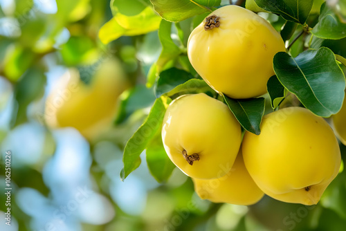 A close-up of yellow quinces hanging on a tree amidst green leaves. AI Image