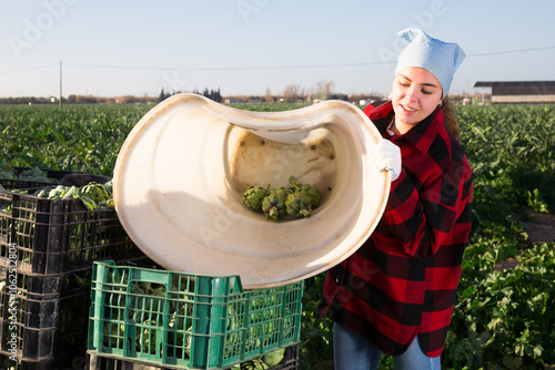 Hardworking young woman farmer, harvesting artichokes on a plantation, pours crop out of a bucket into a crate photo