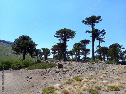 Beautiful landscape of patagonia argentina photo