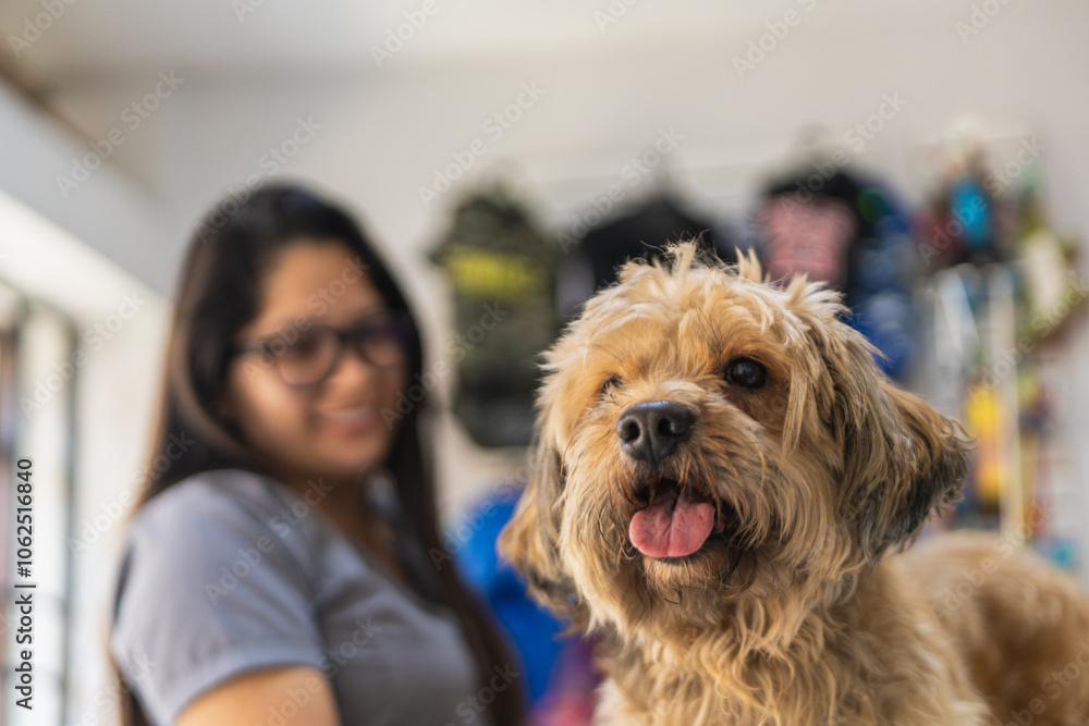 Cute dog panting and smiling during veterinary check up Cute dog panting and smiling during veterinary check up