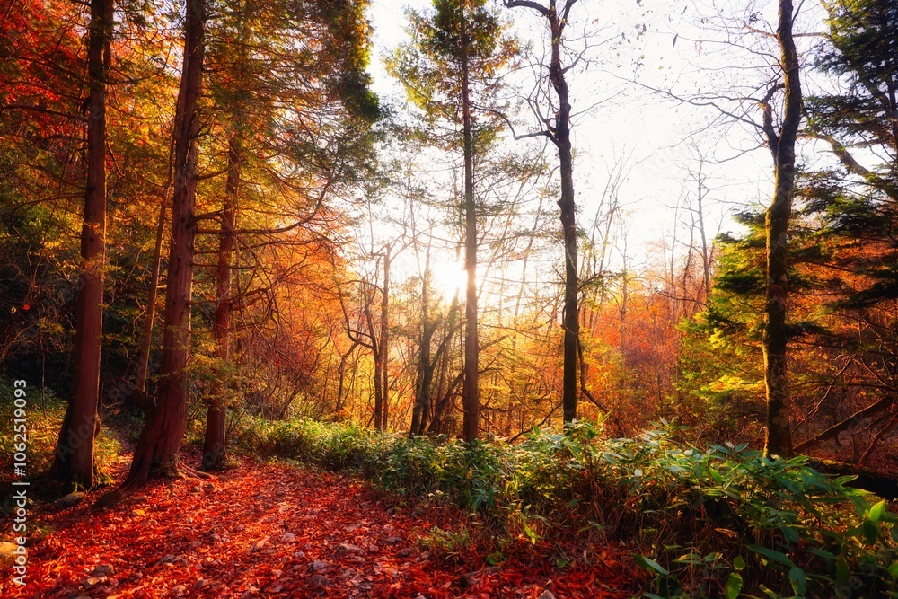 Fototapeta premium 朝焼けの紅葉の北アルプスの森林