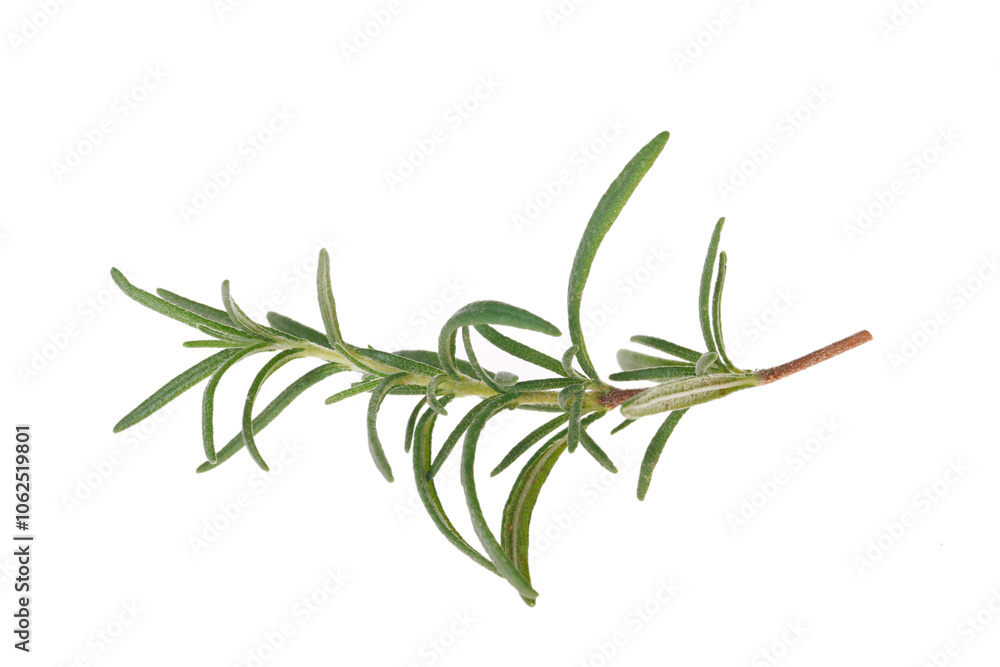 Fototapeta premium Rosemary isolated on a white background