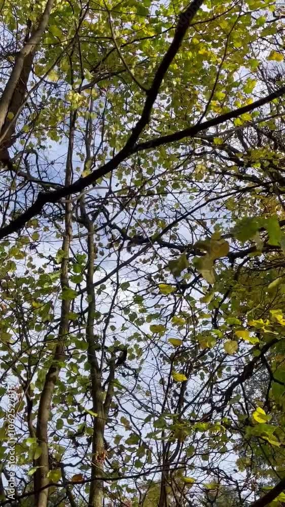 filmik wiewiórka na drzewie piękny park filmik wiewiórka na drzewie piękny park