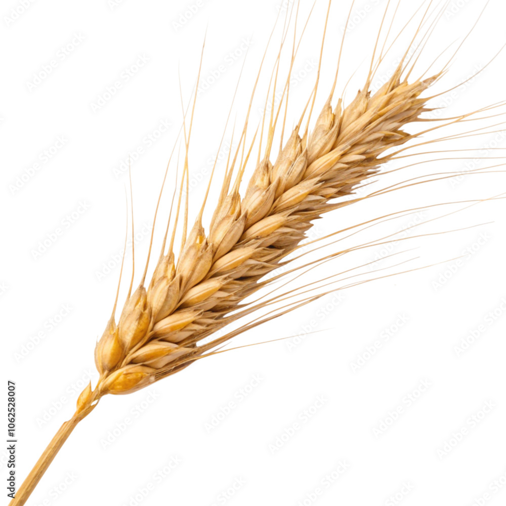 Wheat Ear Isolated on Transparent Background Wheat Ear Isolated on Transparent Background